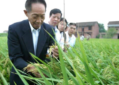 袁隆平超級雜交水稻畝產(chǎn)1149.02公斤，破世界紀(jì)錄！